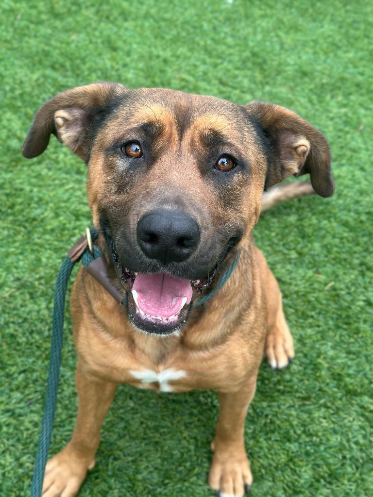 Scarlett Johansson, a Adoptable Shepherd in Chico, CA image 2/4