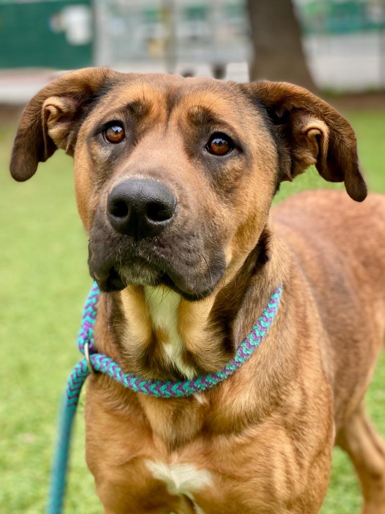 Scarlett Johansson, a Adoptable Shepherd in Chico, CA image 3/4
