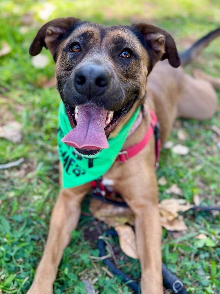 Enlarge Scarlett Johansson, a Adoptable Shepherd in Chico, CA image 3/4