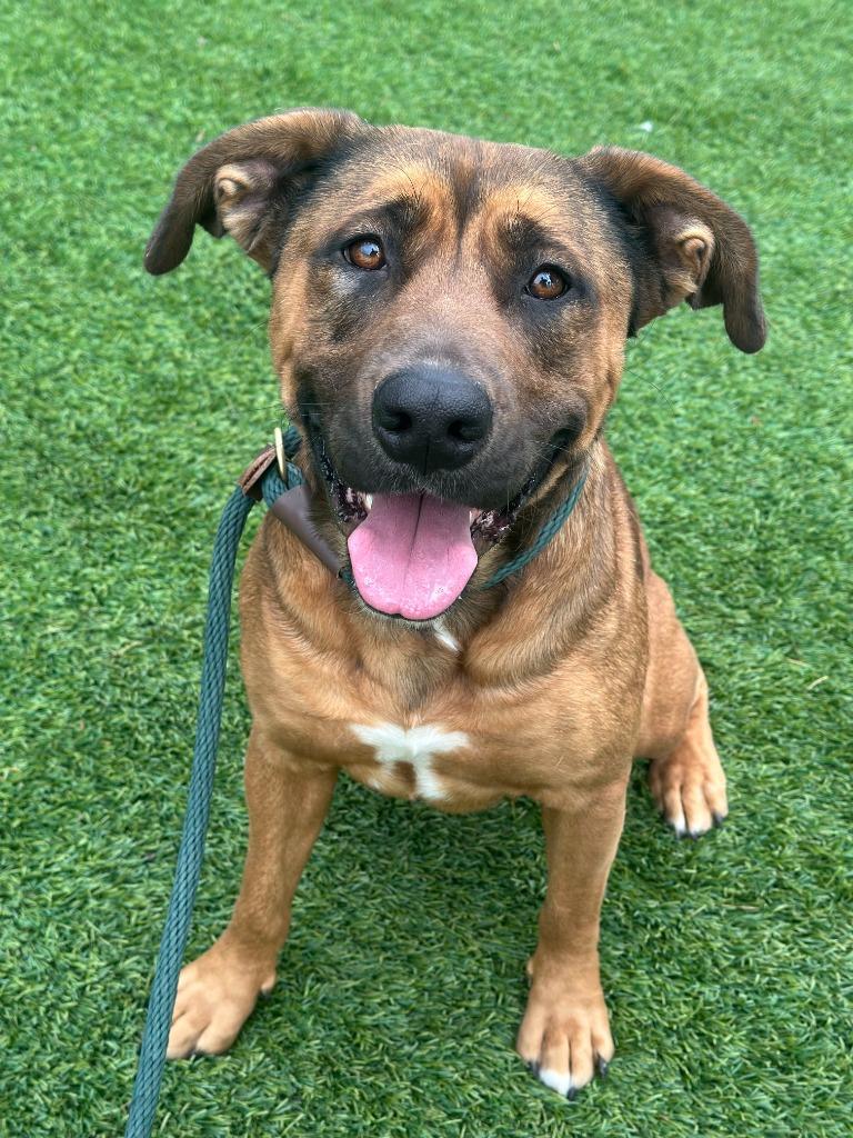 Scarlett Johansson, a Adoptable Shepherd in Chico, CA image 4/4
