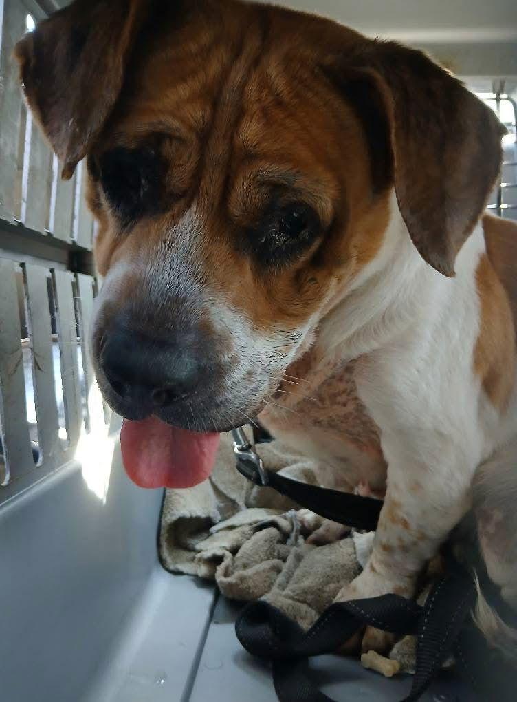 Enlarge Percy Sue Pickles, a Adoptable mixed breed in Brookville, OH image 1/3