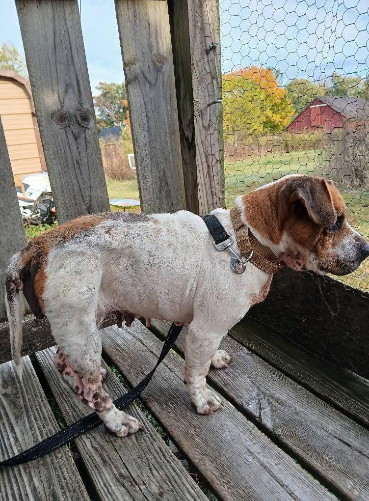 Enlarge Percy Sue Pickles, a Adoptable mixed breed in Brookville, OH image 2/3