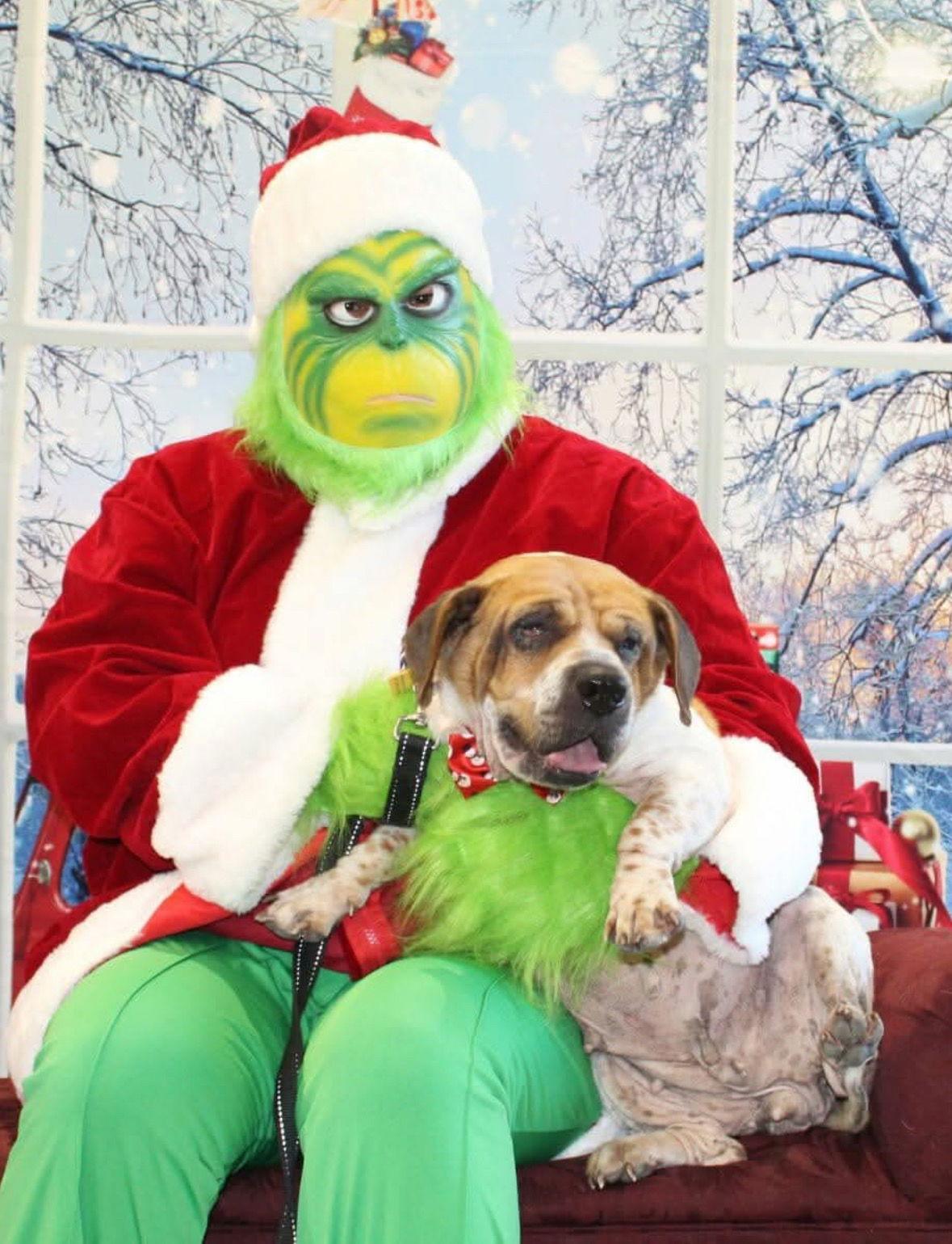 Enlarge Percy Sue Pickles, a Adoptable mixed breed in Brookville, OH image 3/3