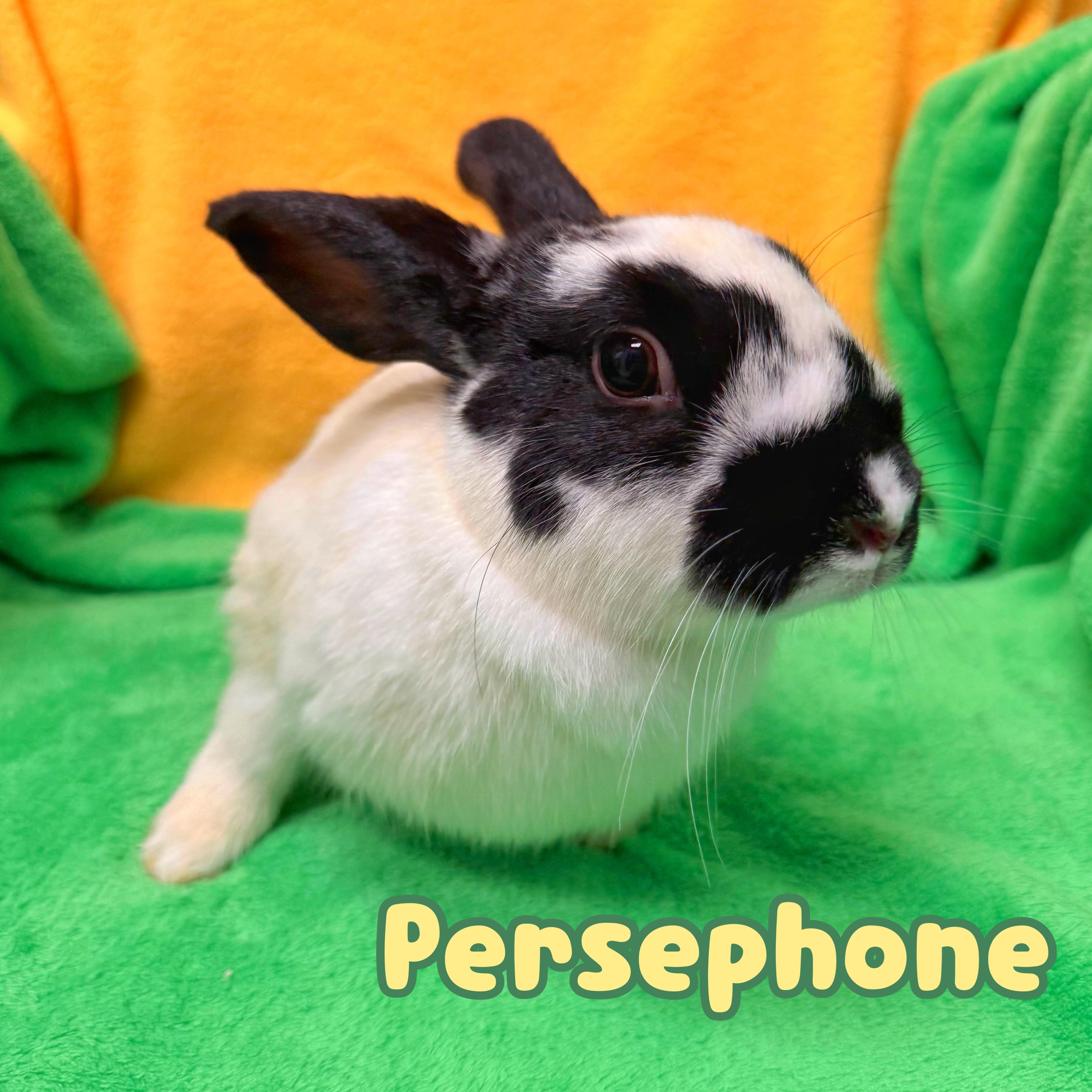 Enlarge Persephone, a ADOPTABLE mixed breed in Roseville, CA image 1/1