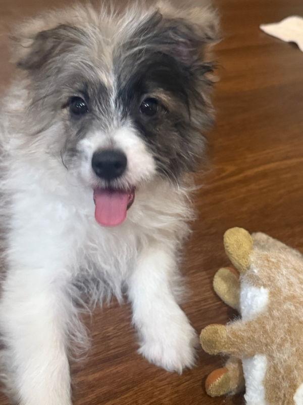 Amazon, Adopted, Puppy Male Pomeranian & Poodle.