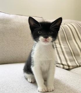 Bryce, Baby Male Domestic Short Hair