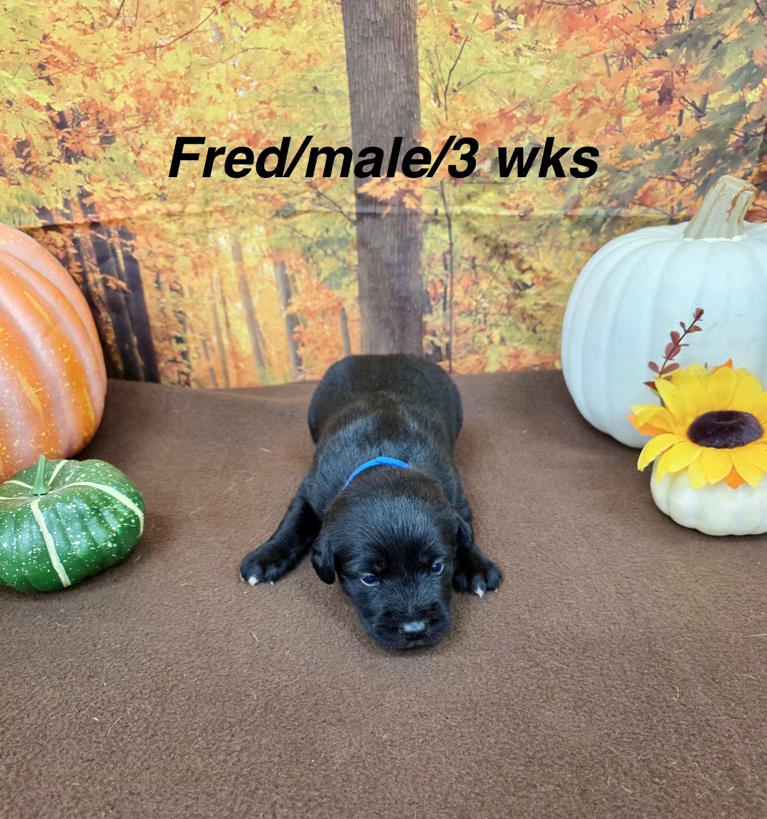 Enlarge Fred, a Adoptable Border Collie in North Bend, OR image 1/2
