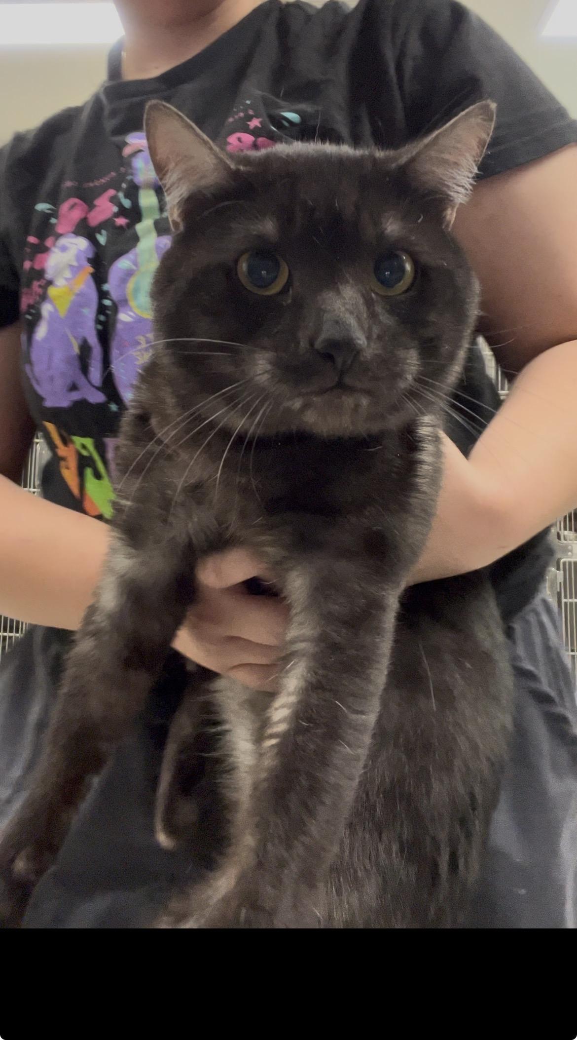 Tom Tom (Bonded with Jinx), Adoptable, Adult Male Domestic Short Hair.