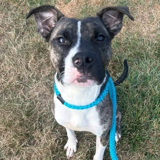 Enlarge Austin, a Adoptable Terrier in North Syracuse, NY image 4/4