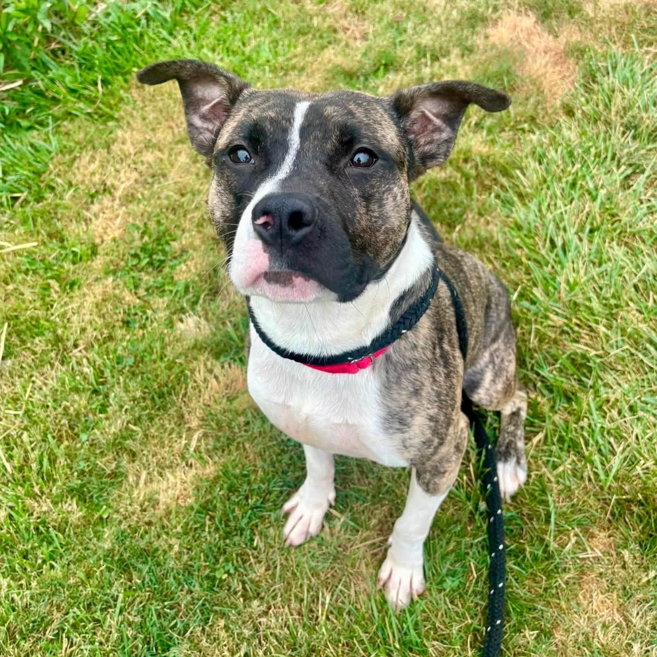 Enlarge Austin, a Adoptable Terrier in North Syracuse, NY image 2/4