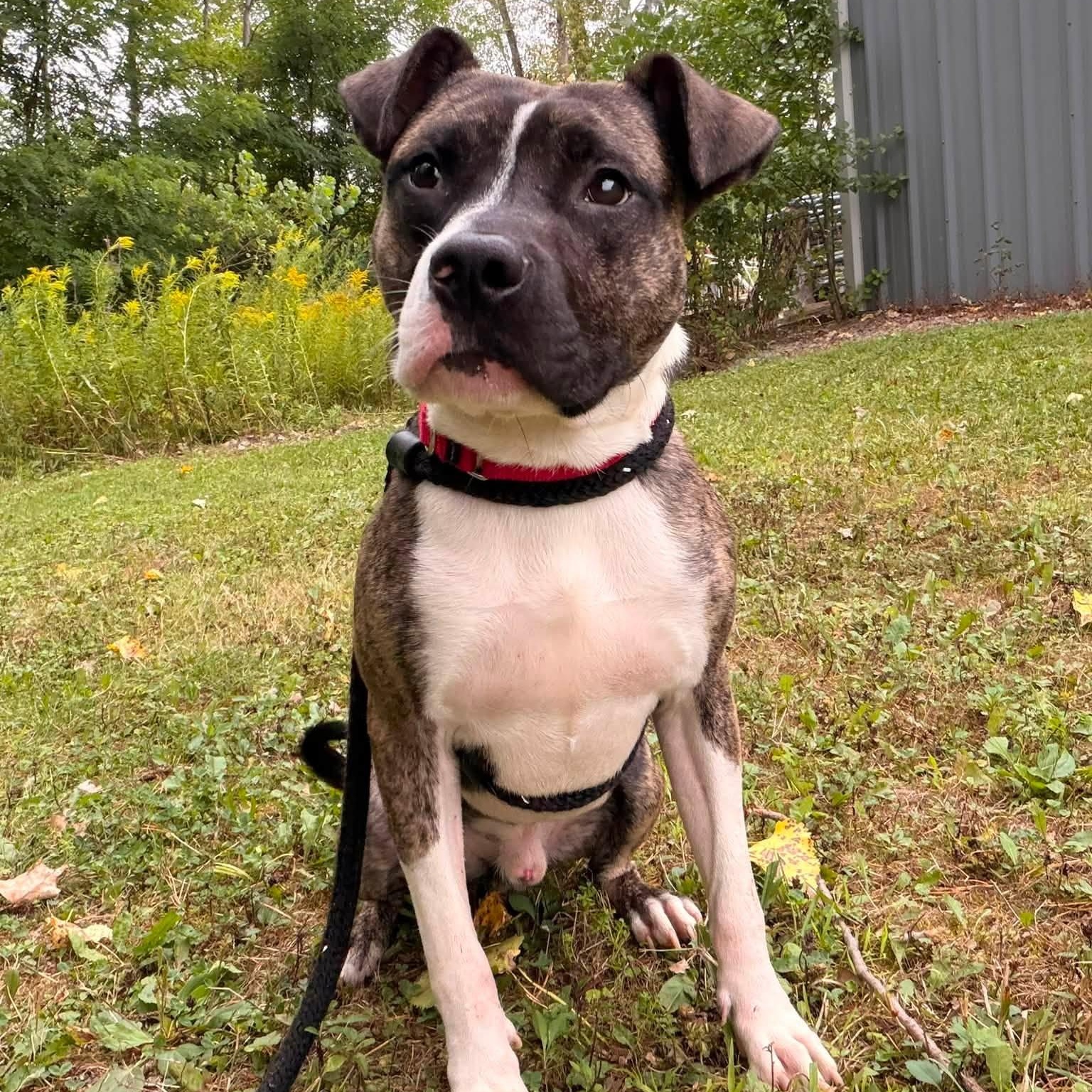 Enlarge Austin, a Adoptable Terrier in North Syracuse, NY image 3/4