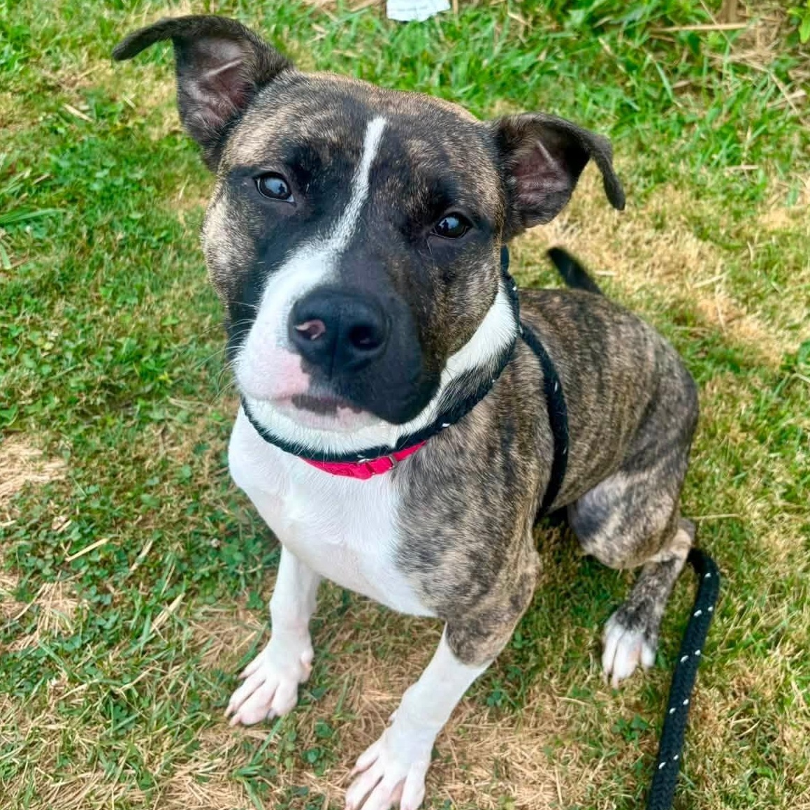 Austin, Adoptable, Young Male Terrier.