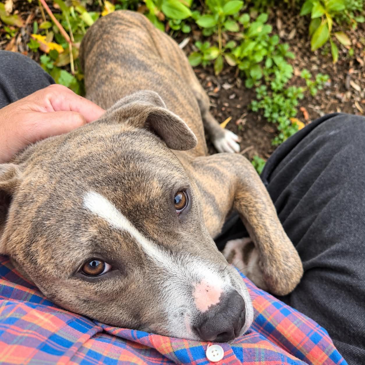 Enlarge Freya, a Adoptable mixed breed in Brunswick, ME image 2/2