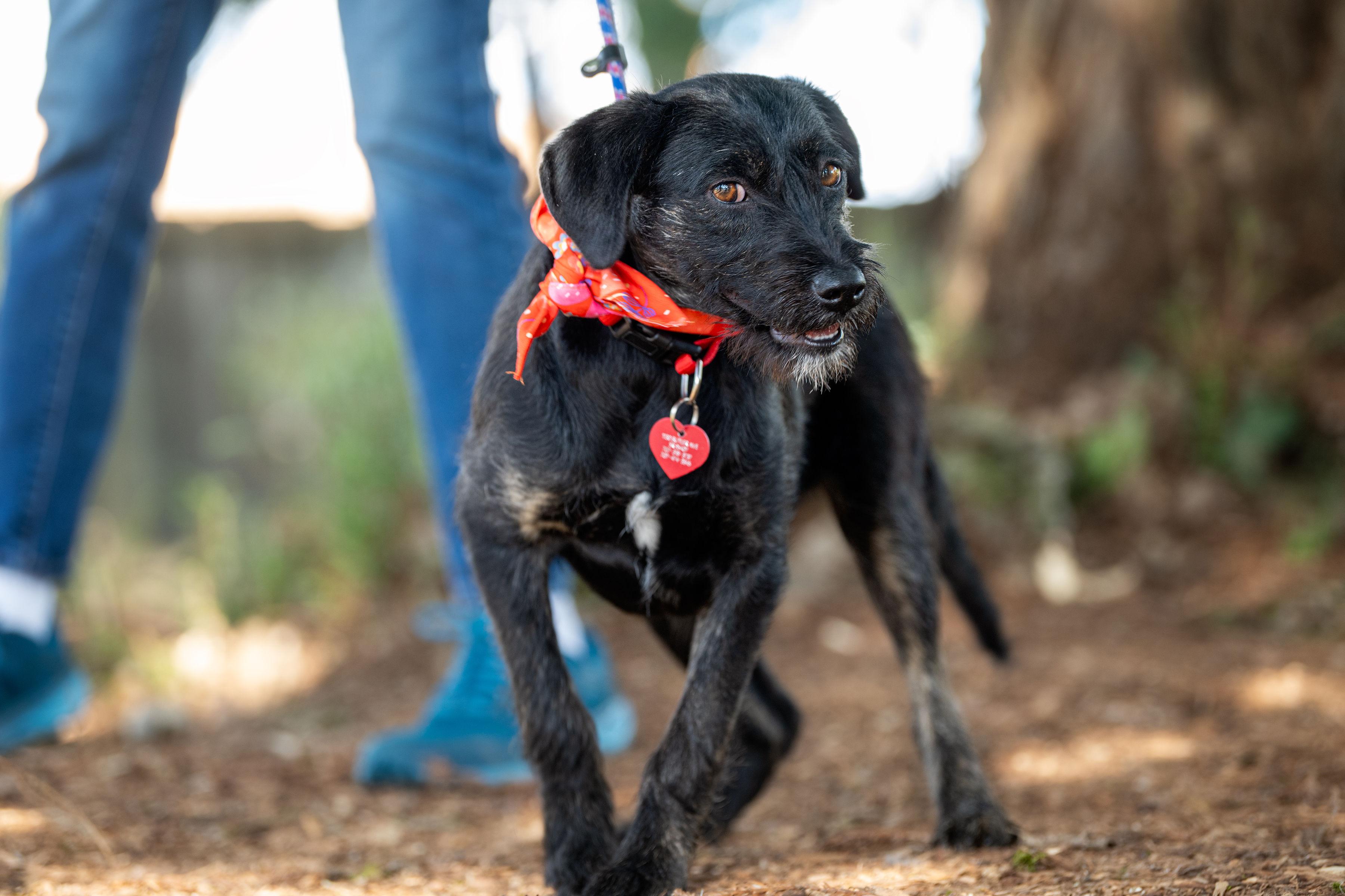 Enlarge Balu, an adopted mixed breed in Santa Rosa, CA image 2/4