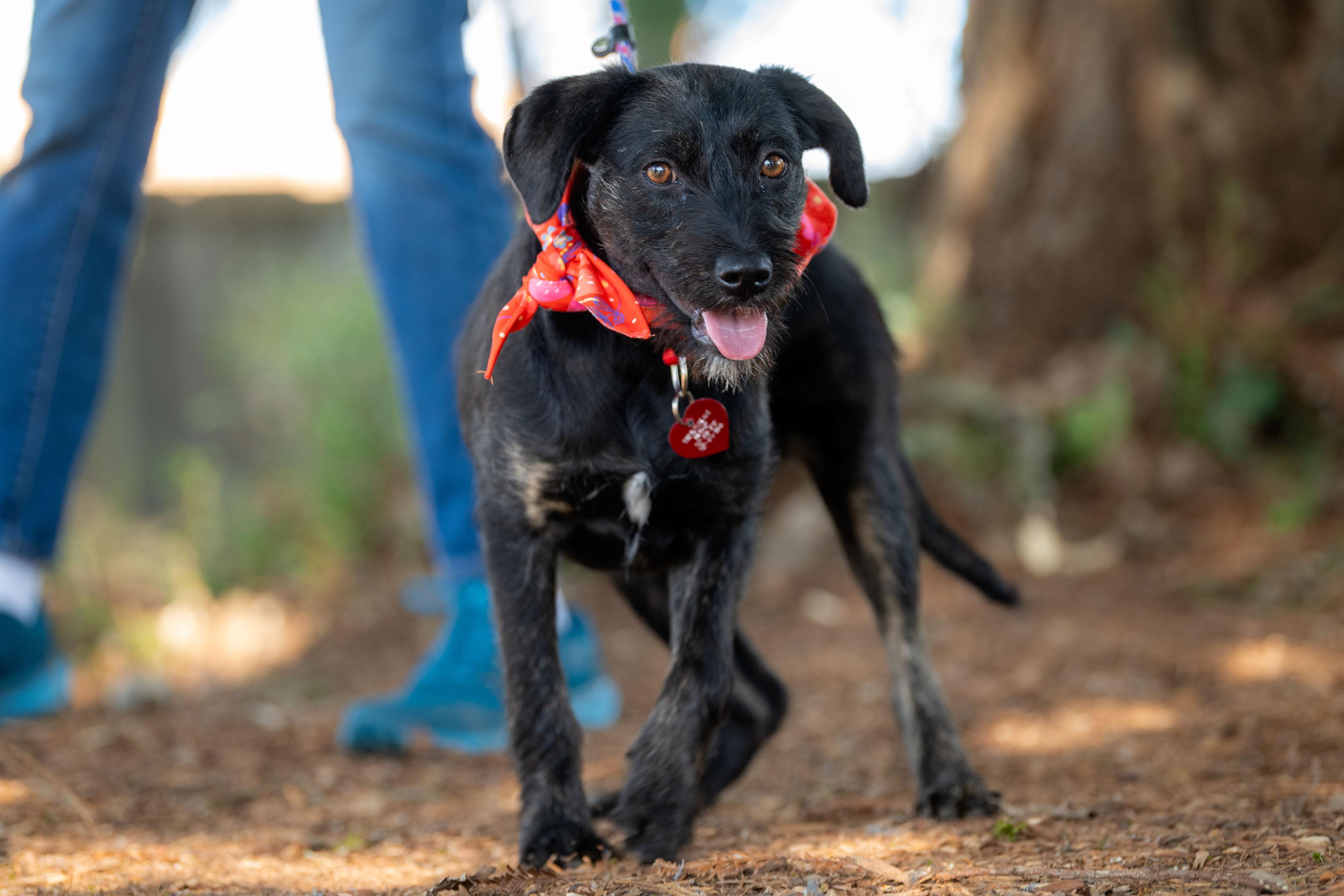 Balu, adopted, Young Female Terrier.
