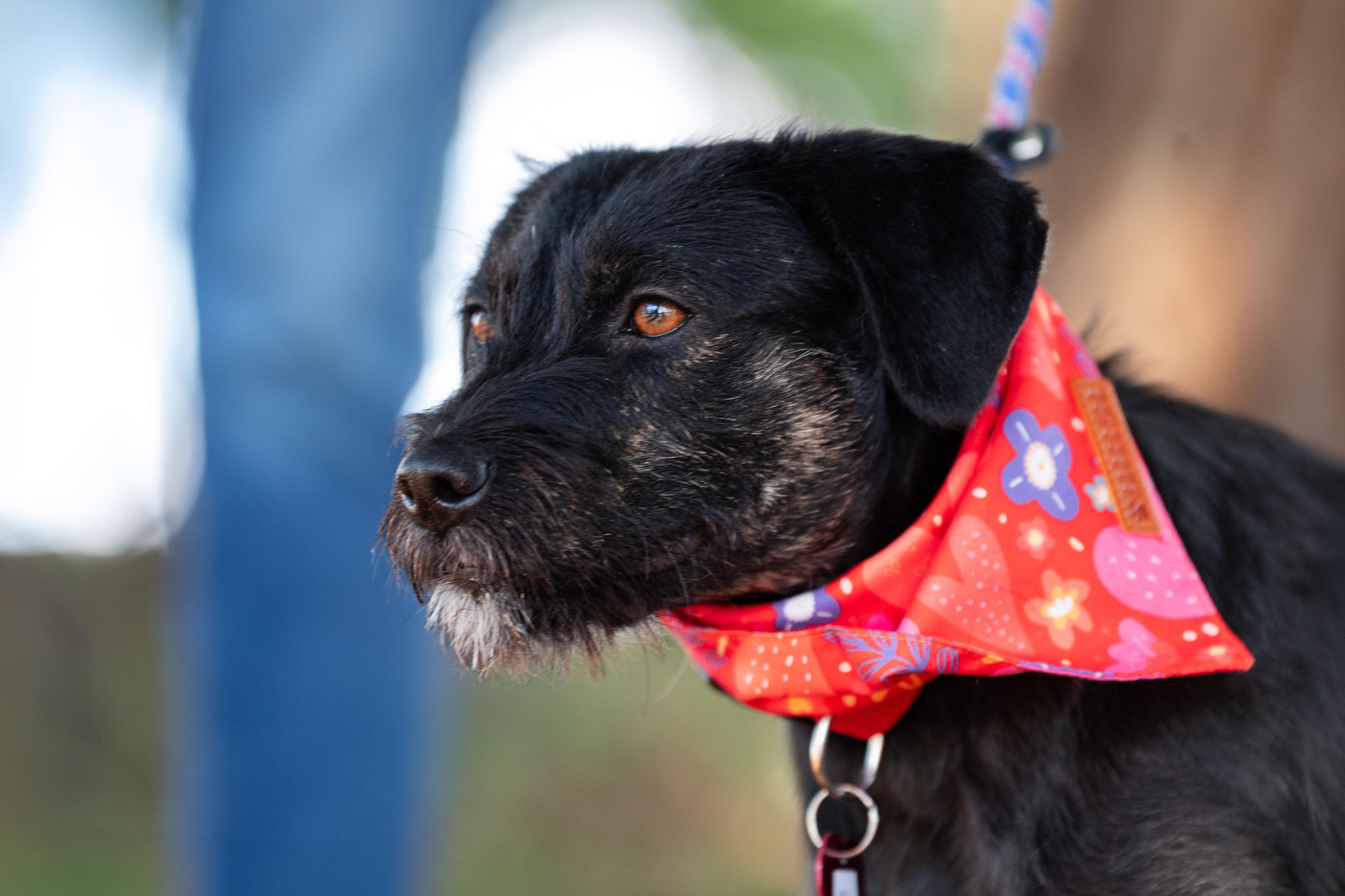 Enlarge Balu, an adopted mixed breed in Santa Rosa, CA image 3/4