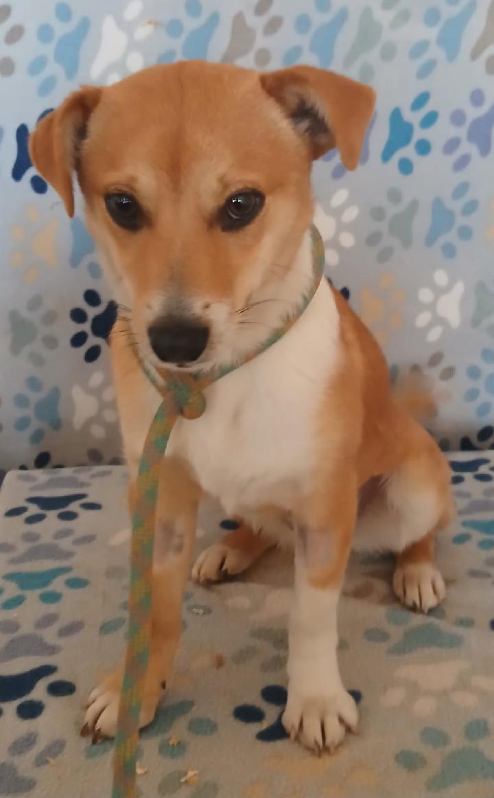 Enlarge Miren, an adopted mixed breed in Mena, AR image 2/3