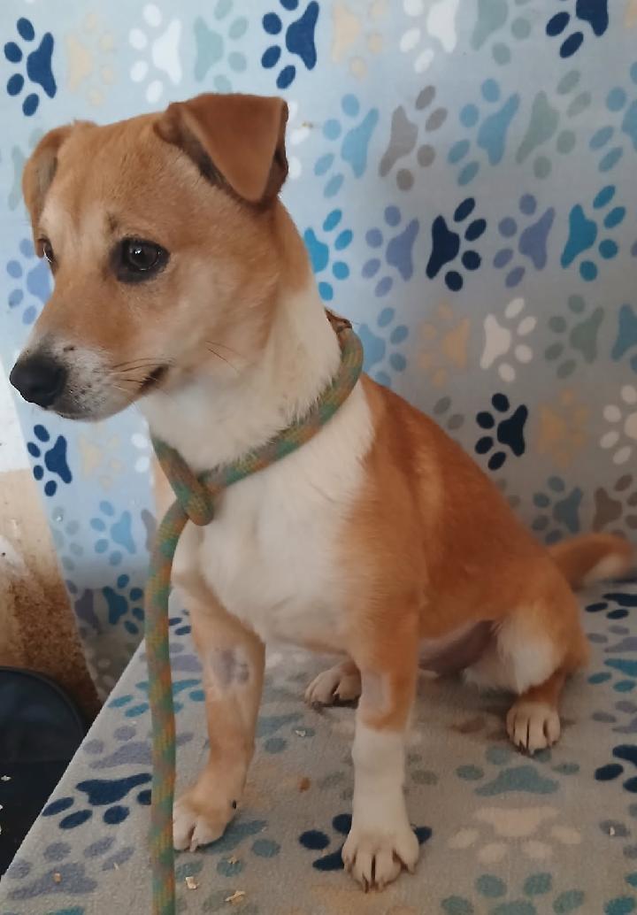 Enlarge Miren, an adopted mixed breed in Mena, AR image 3/3