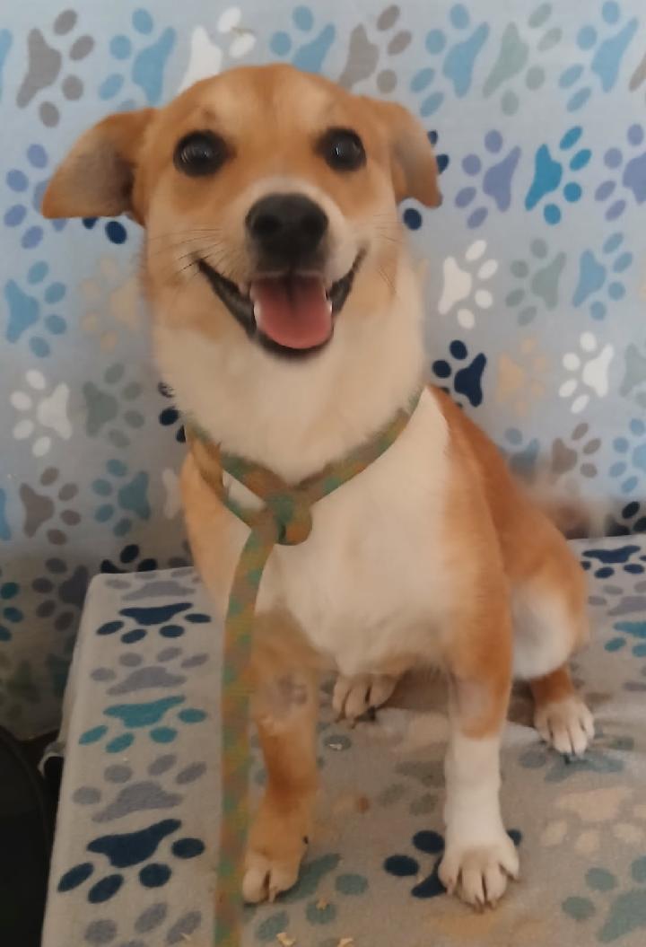 Miren, adopted, Young Female Corgi.