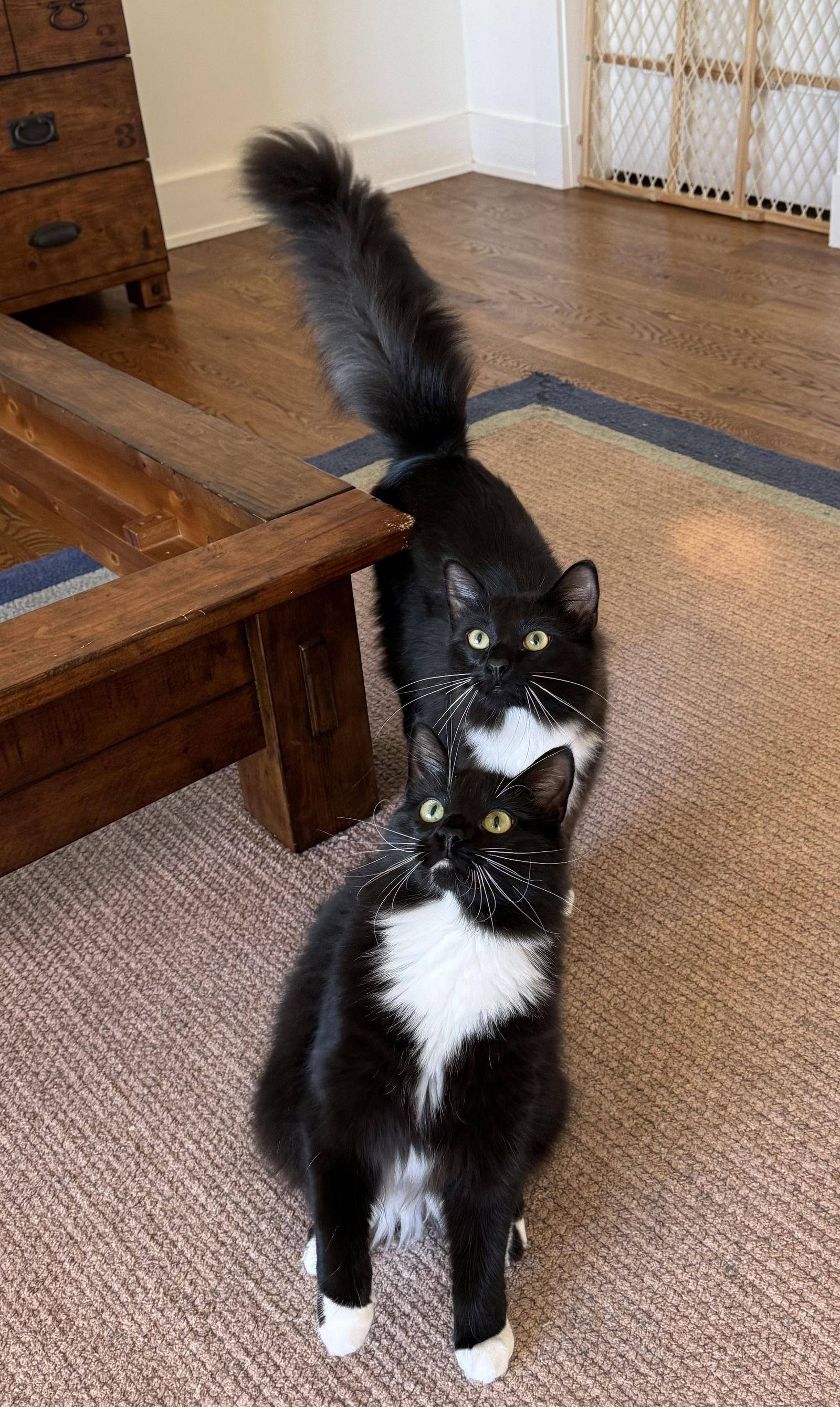 Wilbur, a Adoptable Domestic Long Hair in Lutherville, MD image 1/3
