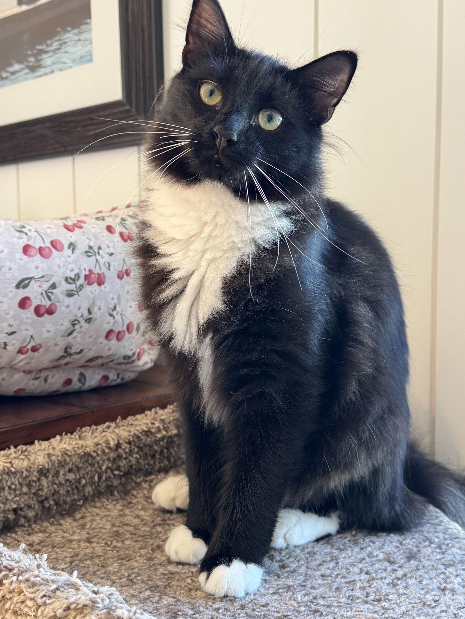 Wilbur, a Adoptable Domestic Long Hair in Lutherville, MD image 3/3