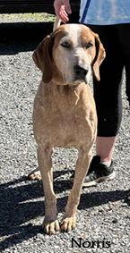 Norris, Adoptable, Adult Male Hound.