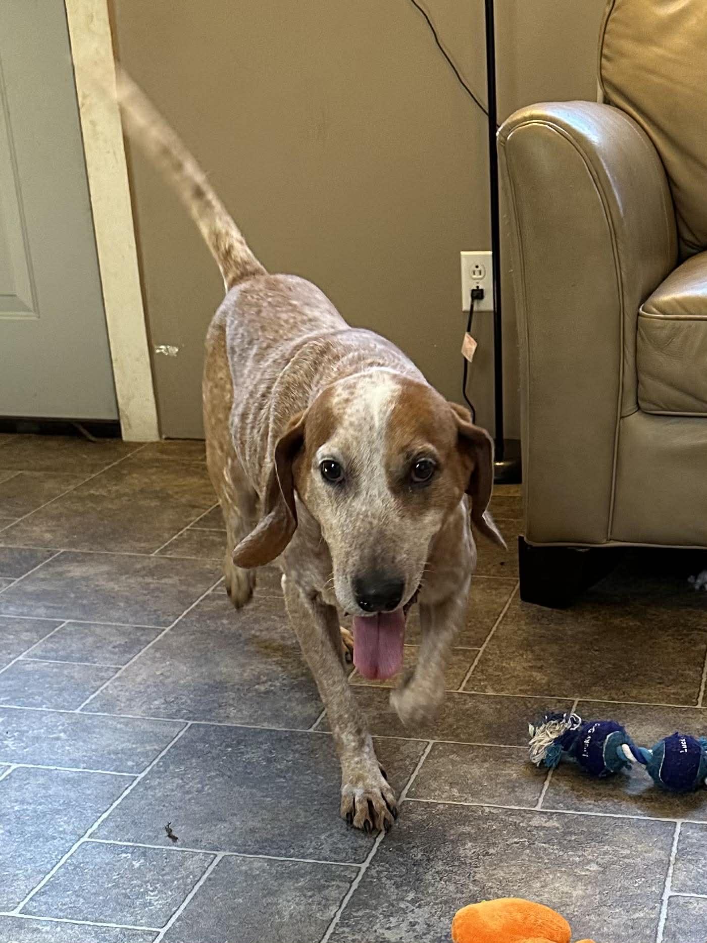 Enlarge Norris, a Adopted Hound in Elkins, WV image 2/3
