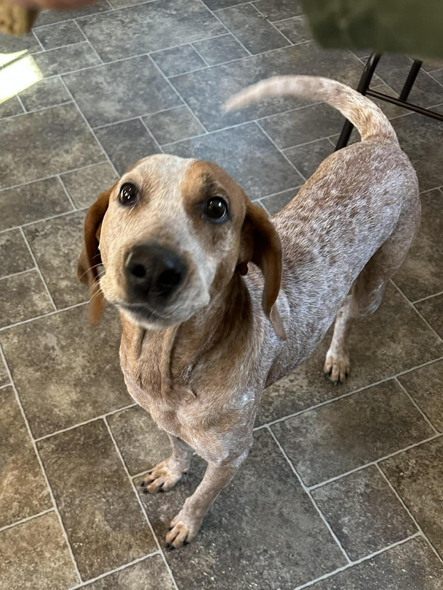 Enlarge Norris, a Adopted Hound in Elkins, WV image 3/3