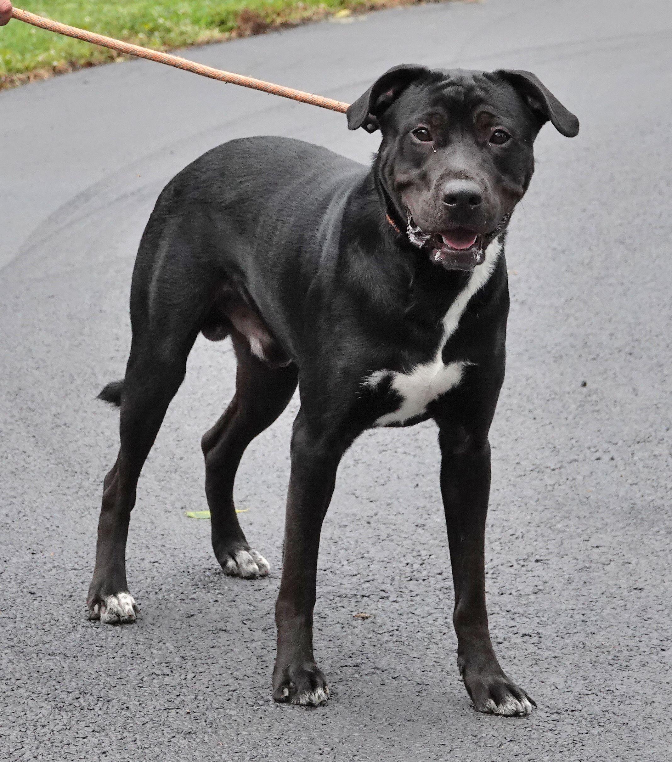Enlarge Klinger, a ADOPTABLE mixed breed in Millfield, OH image 5/5