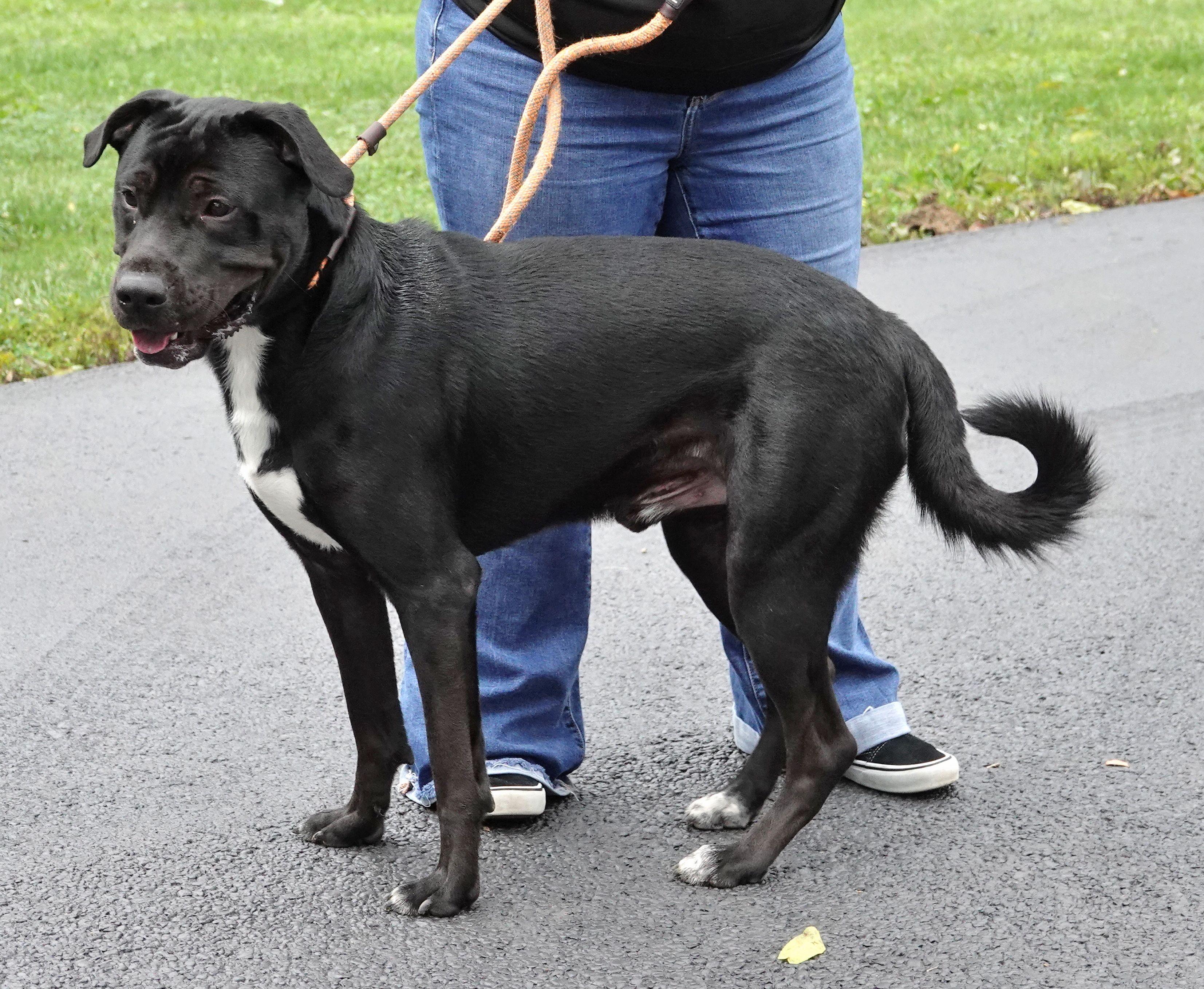 Enlarge Klinger, a ADOPTABLE mixed breed in Millfield, OH image 4/5