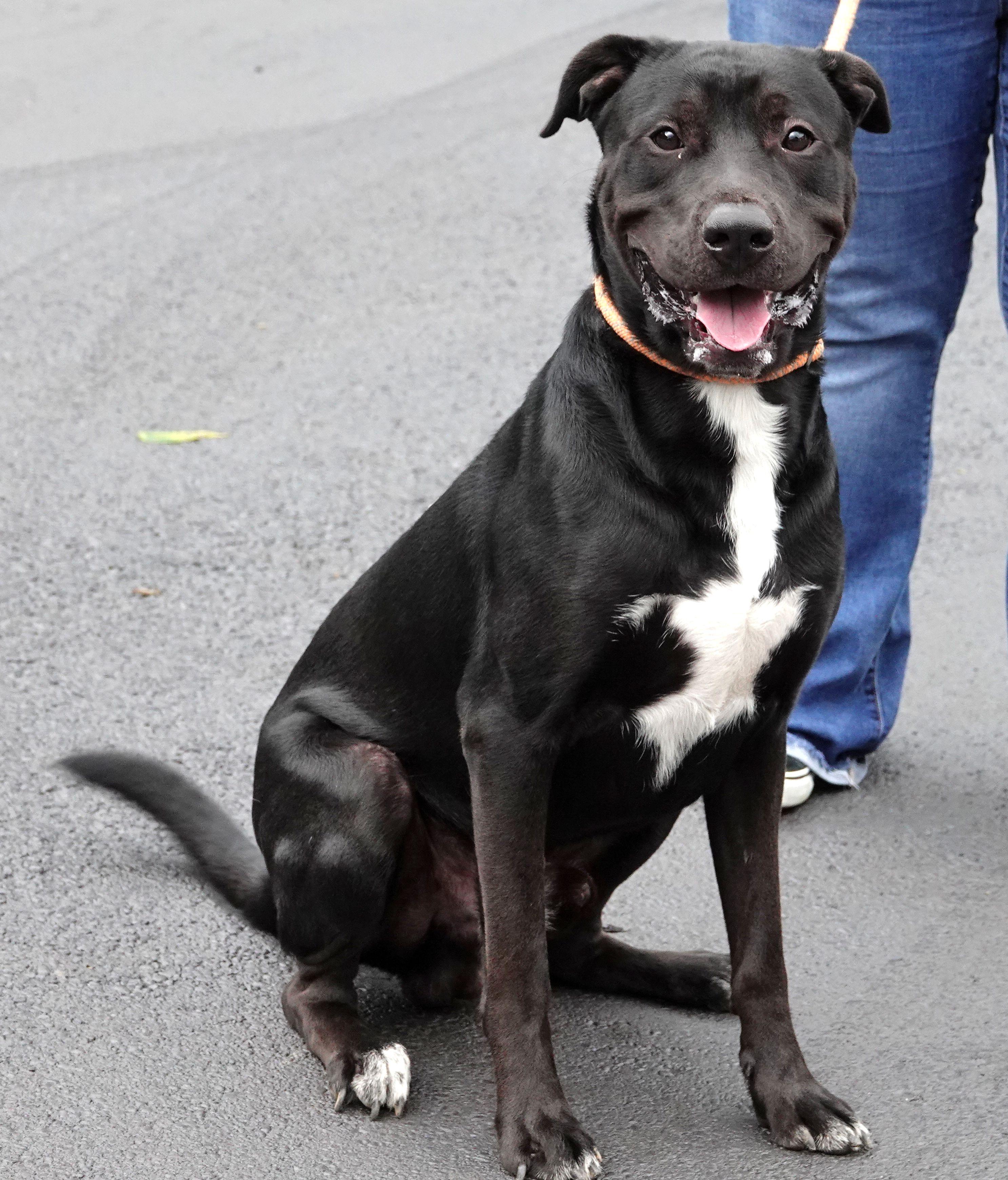 Enlarge Klinger, a ADOPTABLE mixed breed in Millfield, OH image 3/5