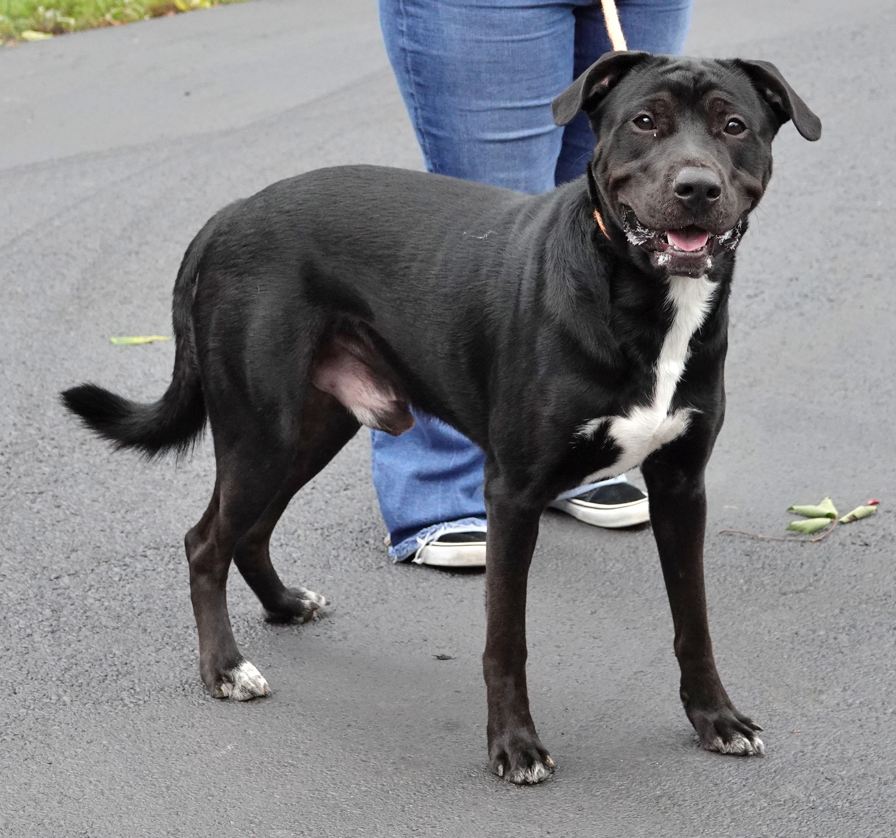 Enlarge Klinger, a ADOPTABLE mixed breed in Millfield, OH image 2/5