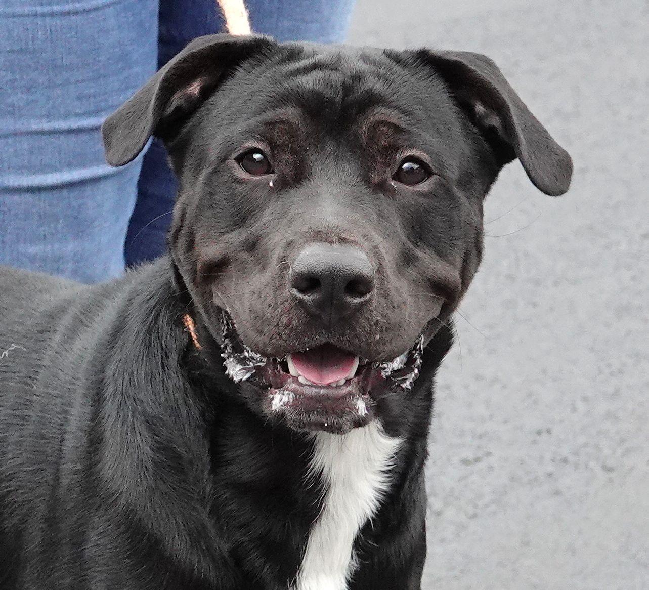 Enlarge Klinger, a ADOPTABLE mixed breed in Millfield, OH image 1/5