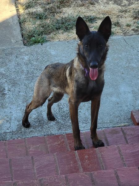 Enlarge Boris, a Adoptable mixed breed in Vallejo, CA image 1/6