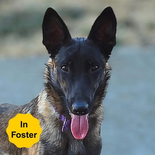 Enlarge Boris, a Adoptable mixed breed in Vallejo, CA image 2/6