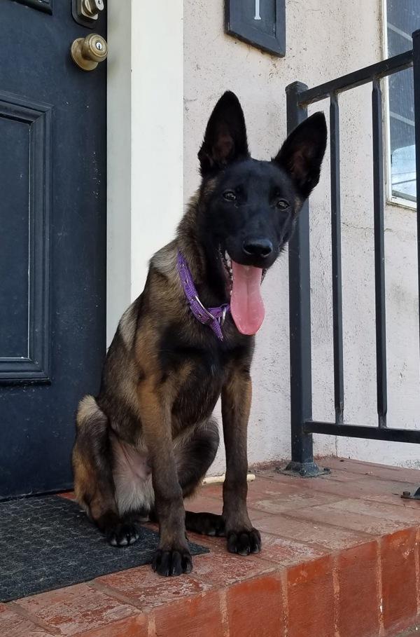 Enlarge Boris, a Adoptable mixed breed in Vallejo, CA image 4/6