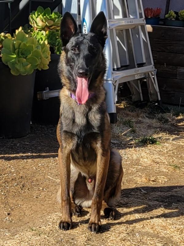 Enlarge Boris, a Adoptable mixed breed in Vallejo, CA image 6/6