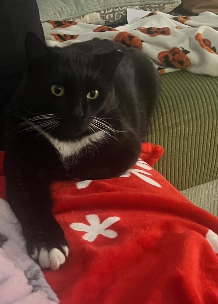 Enlarge Butternut, a Adoptable Domestic Short Hair in Greenbelt, MD image 1/3