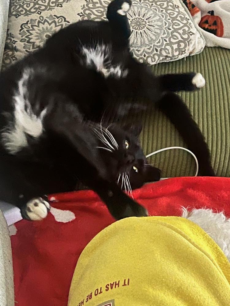 Enlarge Butternut, a Adoptable Domestic Short Hair in Greenbelt, MD image 2/3