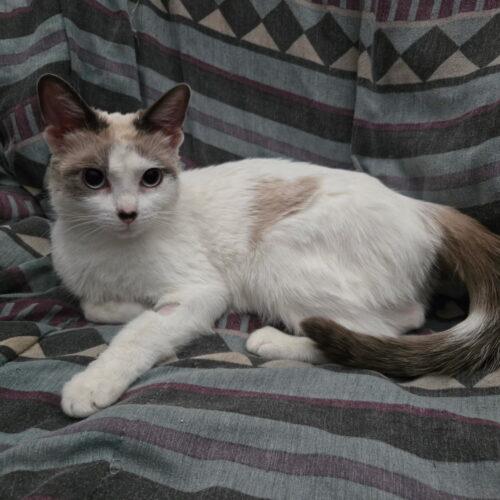Enlarge Susan, an adopted mixed breed in Saskatoon, SK image 1/1