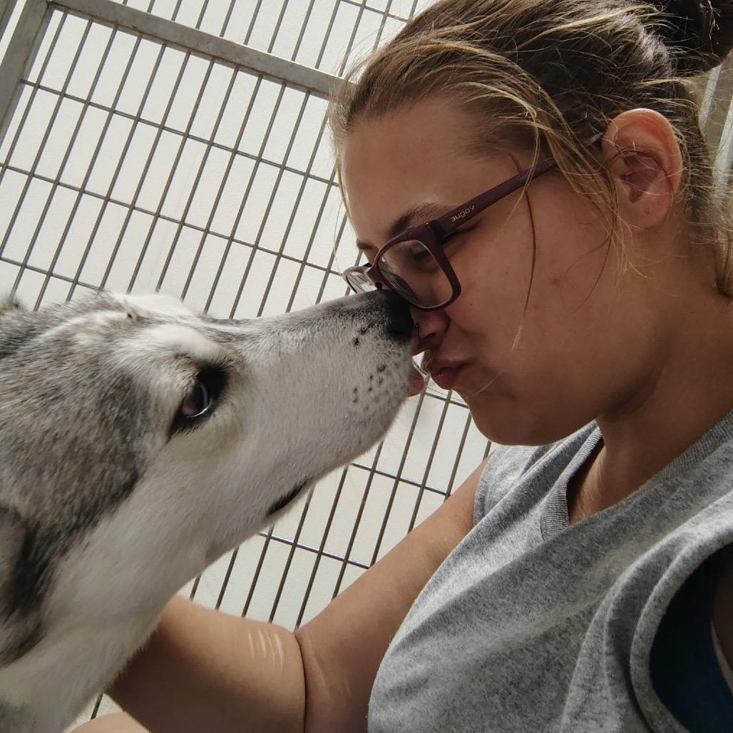 Chika, Adoptable, Adult Female Husky.