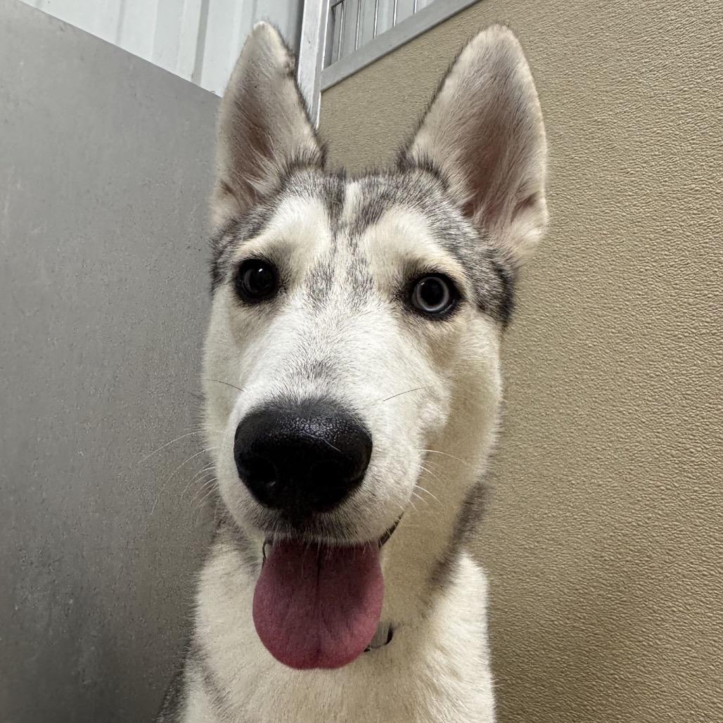 Enlarge Chika, a Adoptable Husky in Pekin, IL image 3/6