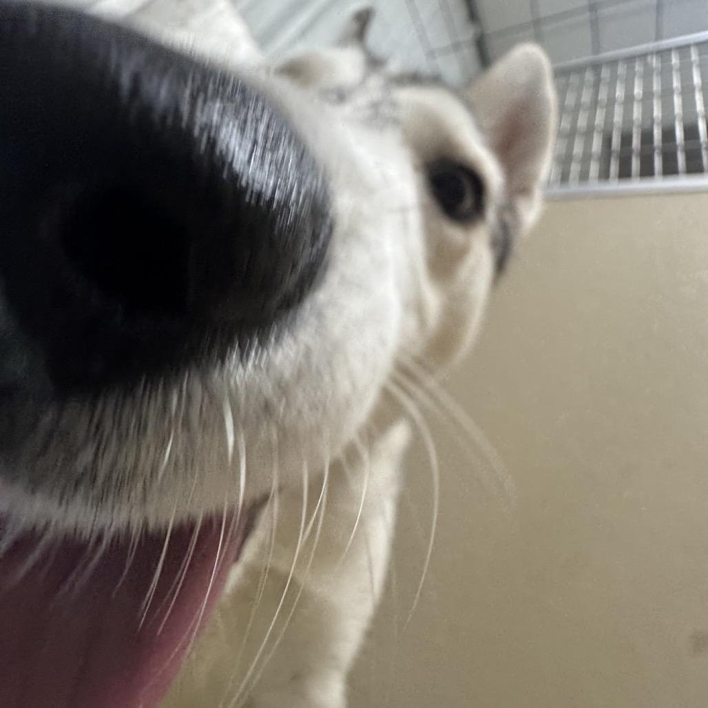 Enlarge Chika, a Adoptable Husky in Pekin, IL image 4/6