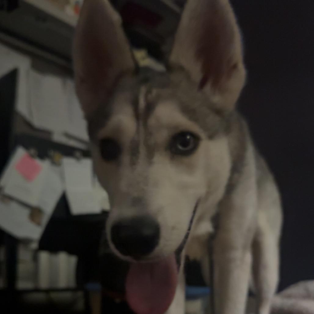 Enlarge Chika, a Adoptable Husky in Pekin, IL image 5/6