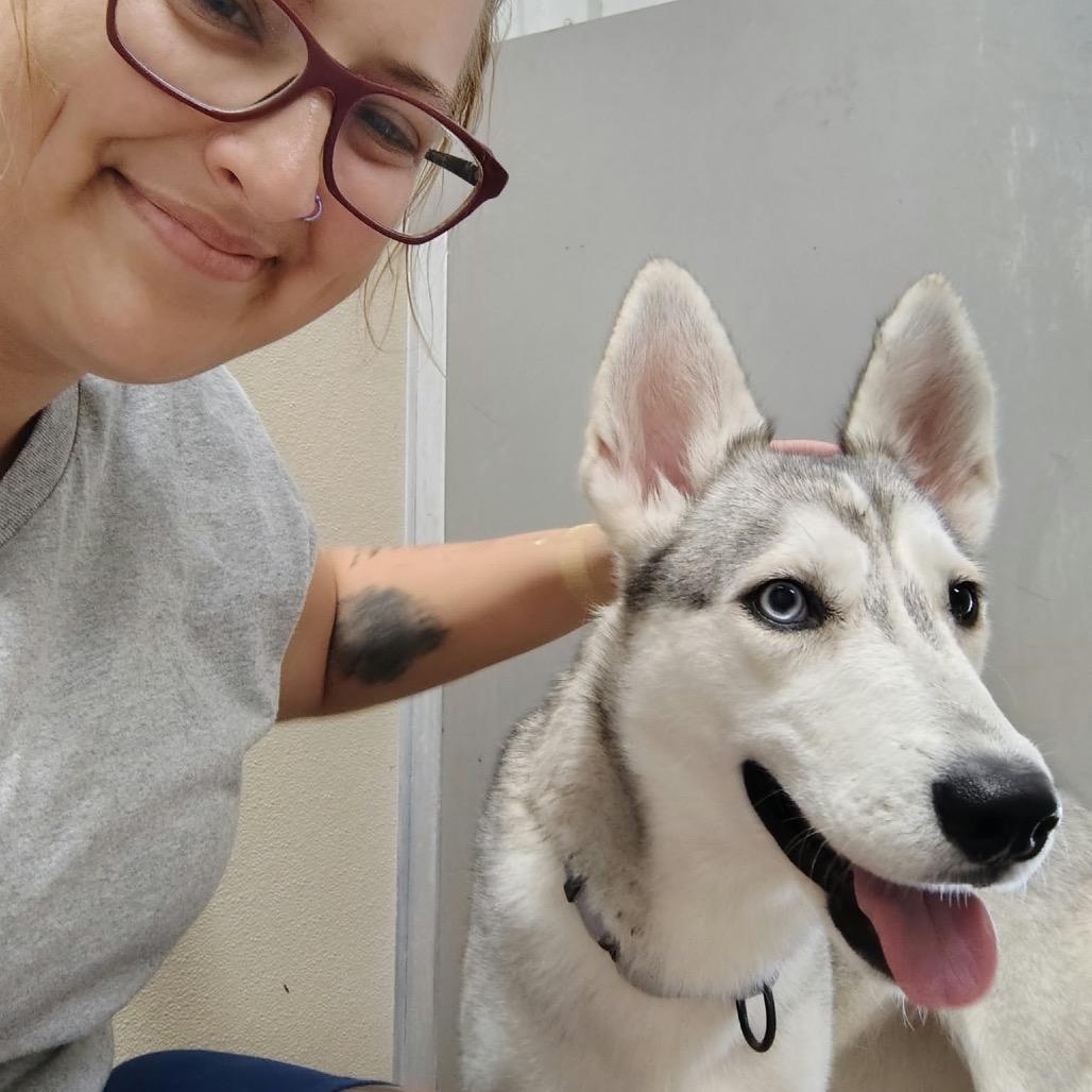 Enlarge Chika, a Adoptable Husky in Pekin, IL image 6/6