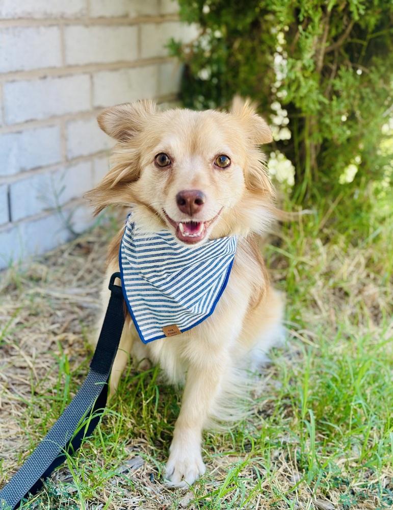 Royal, Adoptable, Adult Male Chihuahua & Pomeranian.
