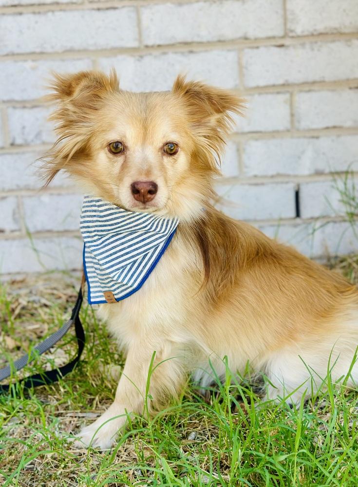 Enlarge Royal, a Adoptable mixed breed in TULSA, OK image 2/5