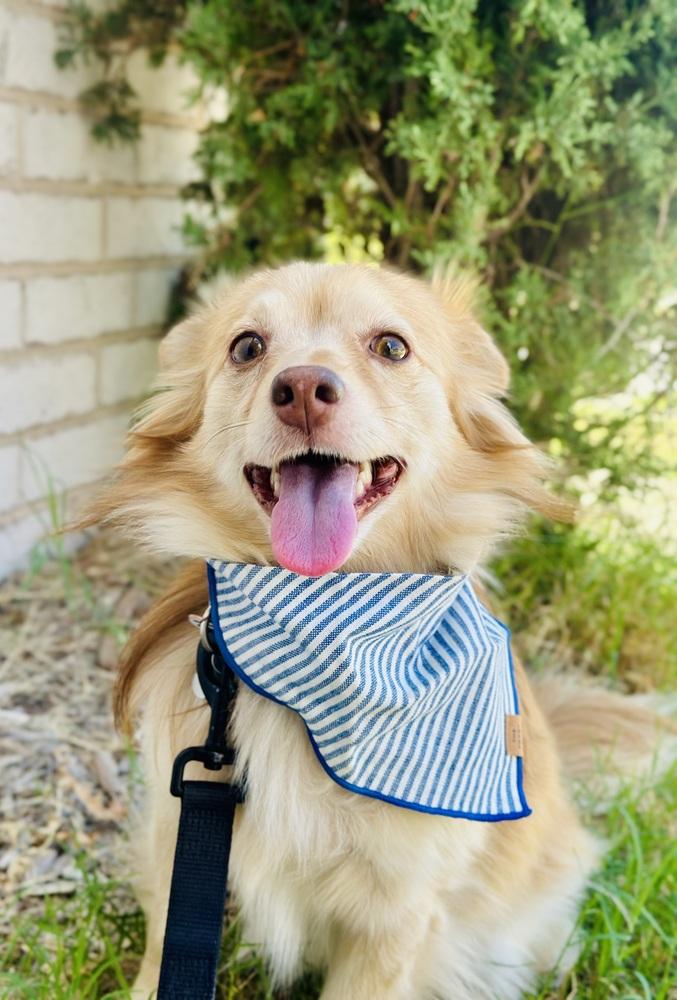 Enlarge Royal, a Adoptable mixed breed in TULSA, OK image 4/5