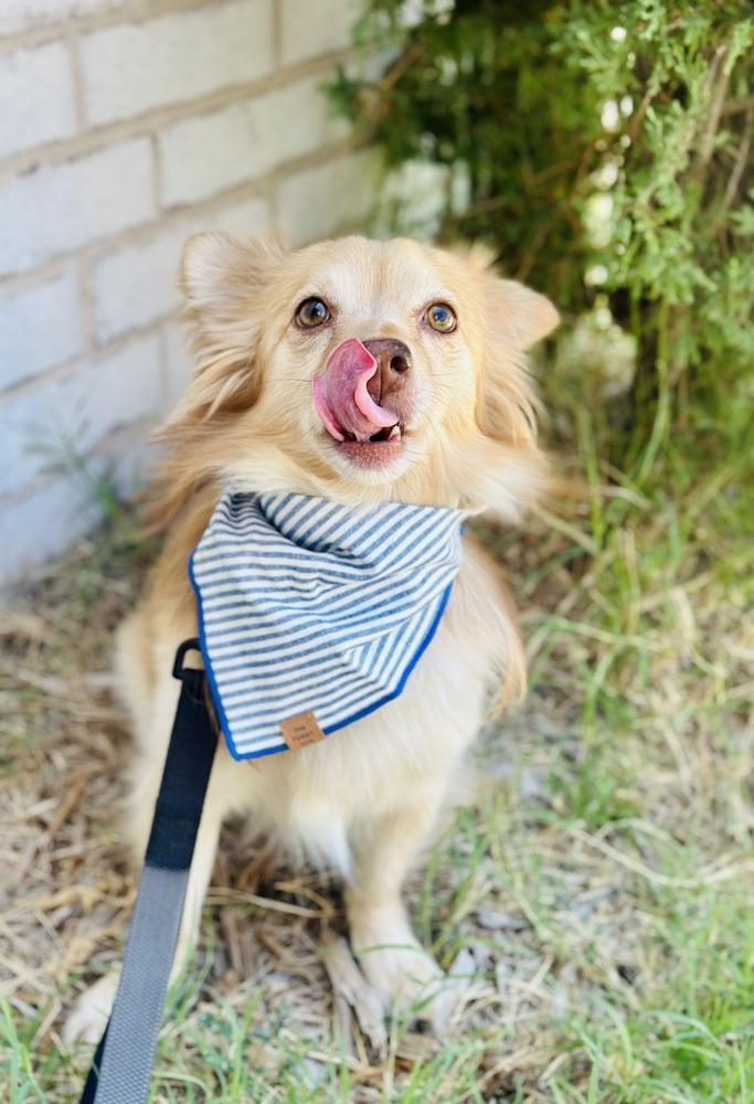 Enlarge Royal, a Adoptable mixed breed in TULSA, OK image 5/5
