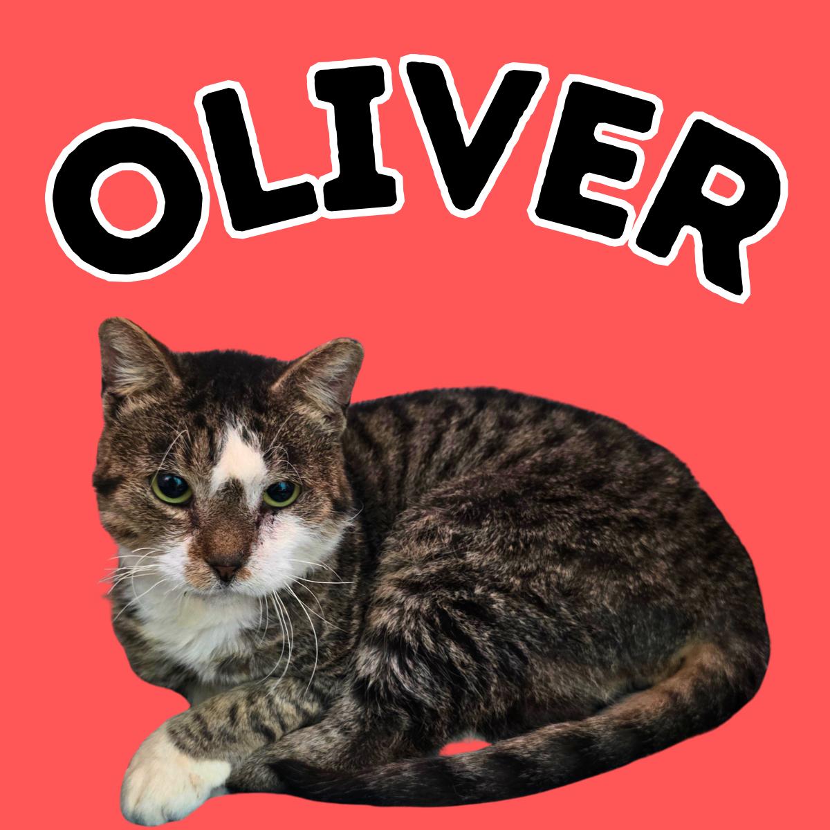 Enlarge Oliver, a ADOPTABLE Domestic Short Hair in South Padre Island, TX image 1/1